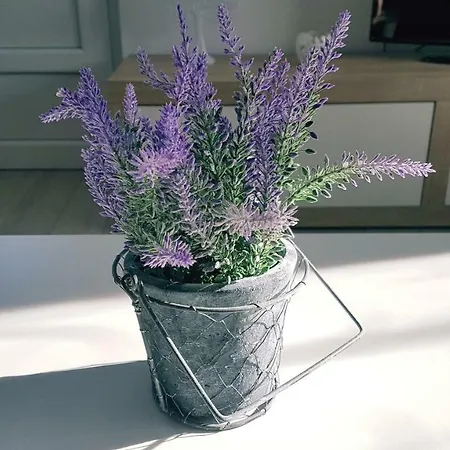 Vip * 皮罗瓦茨